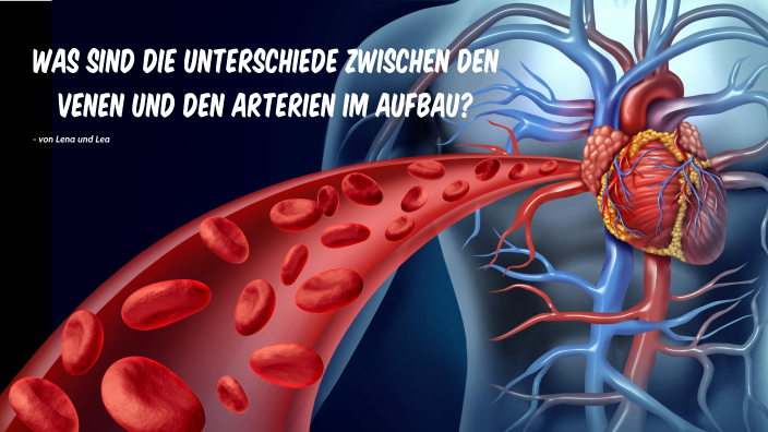 Venen Und Arterien Im Aufbau By Lena Herbst On Prezi