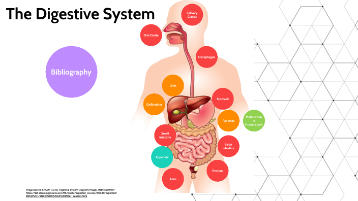 The Digestive System by Imogen McMaugh on Prezi