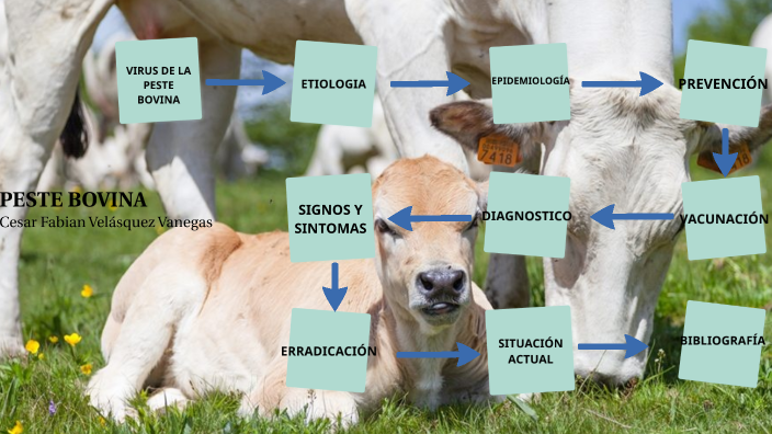 PESTE BOVINA:FABIAN (INESA) by Tatiana Cifuentes on Prezi