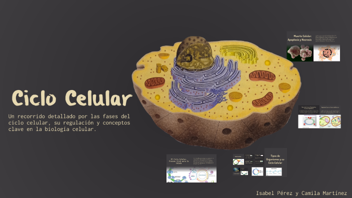 Ciclo Celular – Mapa Conceptual by isabel sofia perez perez on Prezi