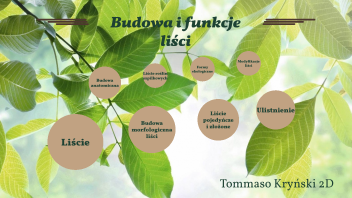 Budowa I Funkcje Liścia Prezentacja Budowa i funkcje liści by Tommaso Kryński on Prezi