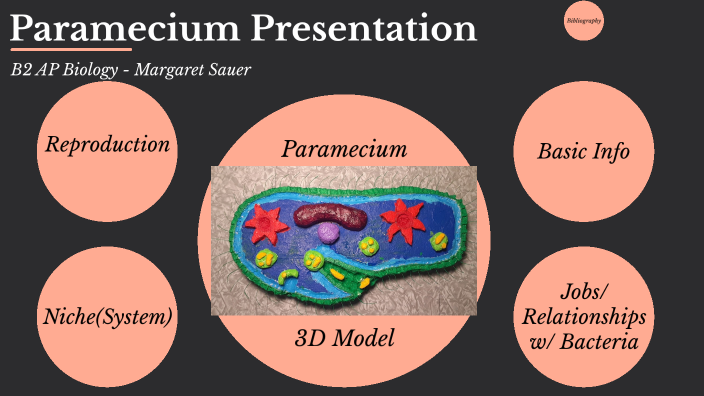 paramecium cell 3d