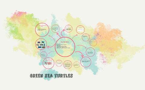 Green sea turtles by Eliza B on Prezi