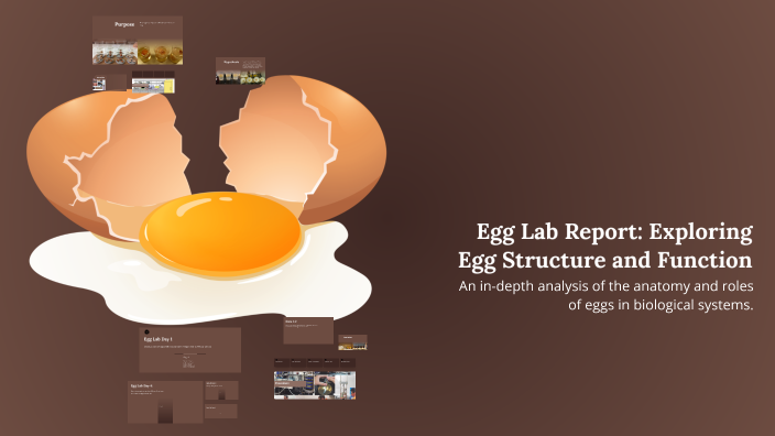 Egg Lab Report: Exploring Egg Structure and Function by Sevastiana ...