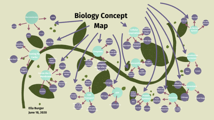 Biology Concept Map by Ella Burger on Prezi