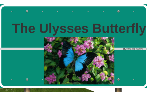 the ulysses butterflyrachel hunter