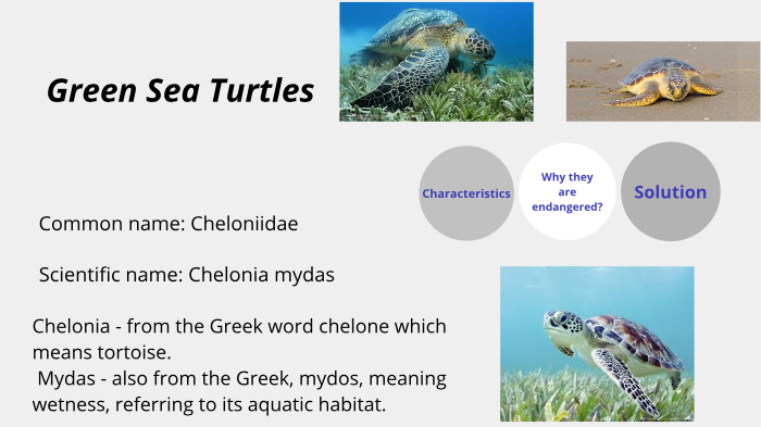 Green Sea Turtles by Anna Aleksandr on Prezi