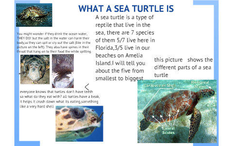 The super life of a Sea Turtle by janet faris on Prezi
