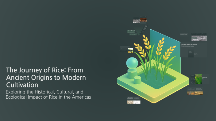 How Rice Was Invented The Journey of Rice: From Ancient Origins to Modern Cultivation by ...