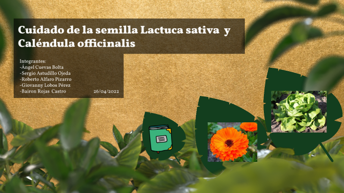 Cuidado de la semilla Lactuca sativa y Caléndula by SERGIO ASTUDILLO OJEDA  on Prezi Next