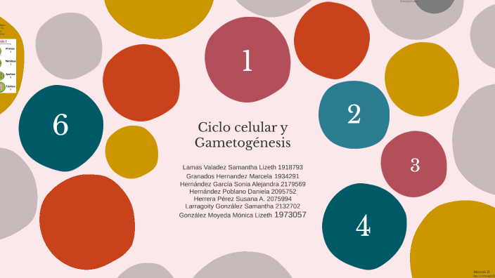 Cell Cycle and Gametogenesis by Marce Granados on Prezi Biology Diagrams