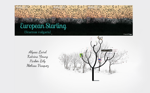 European Starlings Essay