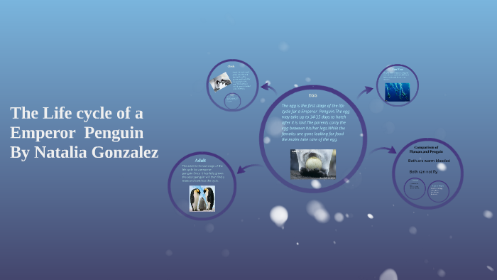 Life cycle of penguin by Fourth Grade on Prezi Next
