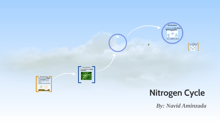 Nitrogen Cycle by Navid Aminzada on Prezi