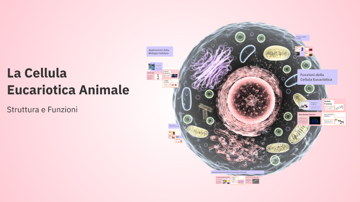 La Cellula Eucariotica Animale by Albi Nezh00 on Prezi