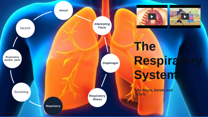 respiratory system by Taryn Larson on Prezi