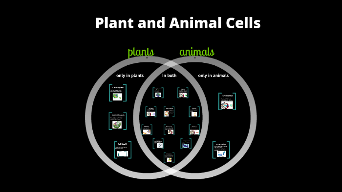 plant and animal cells~Naomi by Suzy Corson on Prezi