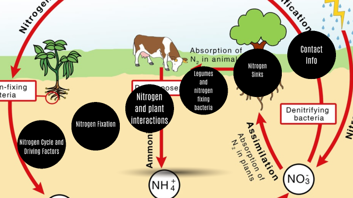 Nitrogen Cycle by Nate Hansen on Prezi