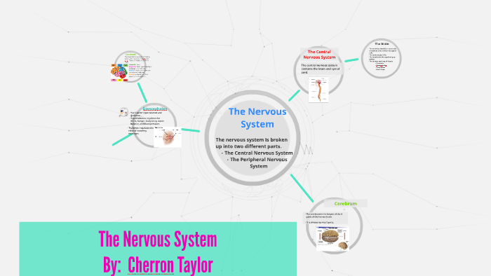 The Nervous System by on Prezi
