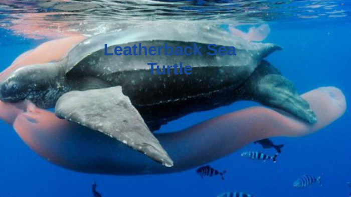 Leatherback Sea Turtle by Kayla Ingram on Prezi