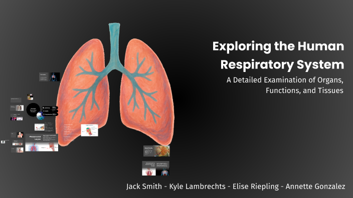 Exploring the Human Respiratory System by Jack Smith on Prezi