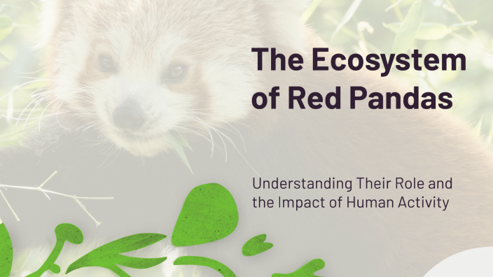 The Ecosystem of Red Pandas by jihn doe on Prezi