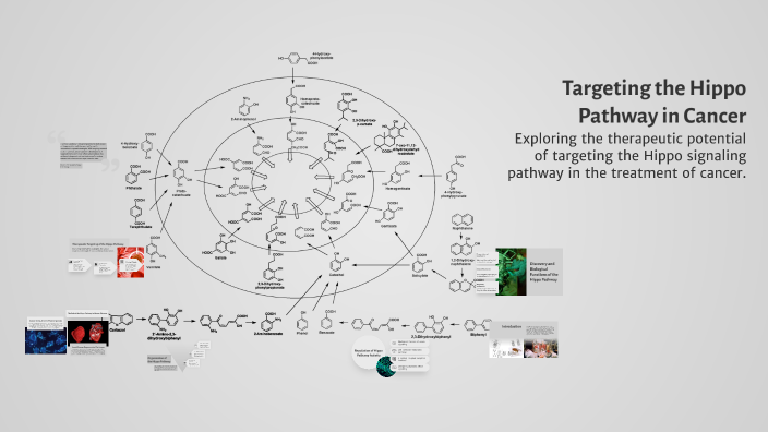 Targeting the Hippo Pathway in Cancer by Shirley Andrea on Prezi