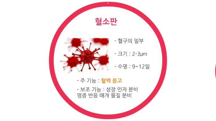 혈소판과 혈액 응고 작용 by 김 수환 on Prezi 혈소판과 혈액 응고 작용 By 김 수환 On Prezi