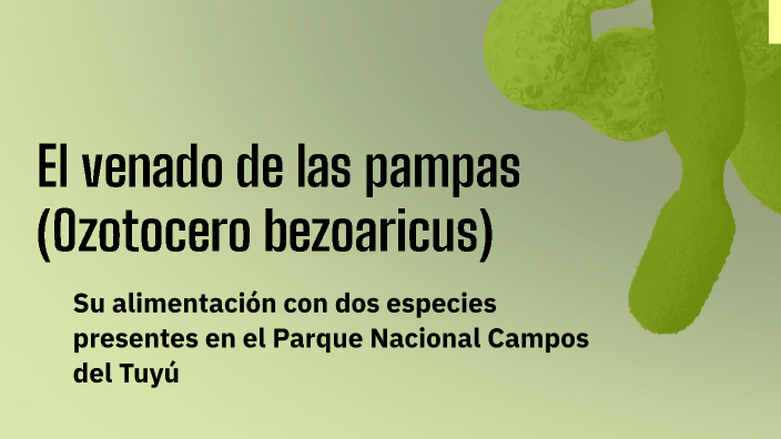 Alimentación del venado de las pampas by Lara Monguzzi on Prezi