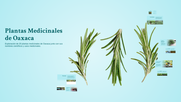 Plantas Medicinales de Oaxaca by Leonardo Emmanuel Ríos Jiménez on Prezi