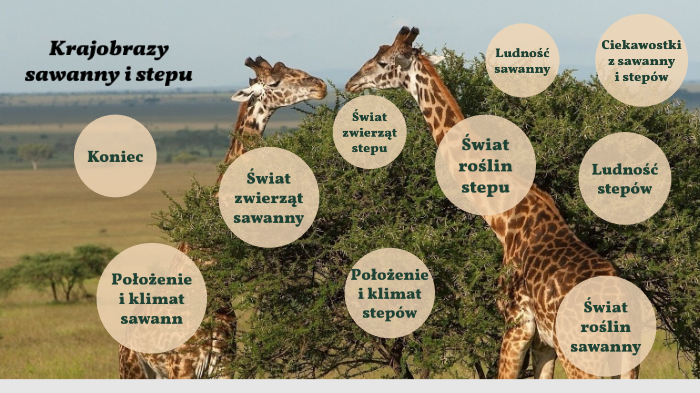 Krajobraz Sawanny I Stepu Krajobraz sawanny i stepu by Zuzanna Dziuba on Prezi