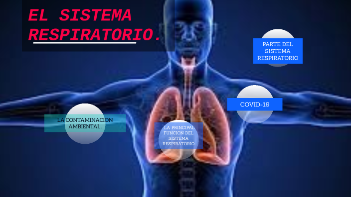 EL SISTEMA RESPIRATORIO by NAOMI FERNÁNDEZ CÁCERES on Prezi