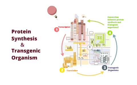 Transgenic Organism And Protein Synthesis By Jada Anderson