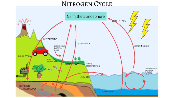 Nitrogen Cycle by alexis jubinville on Prezi