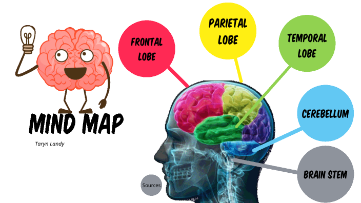 Brain Map by taryn landy