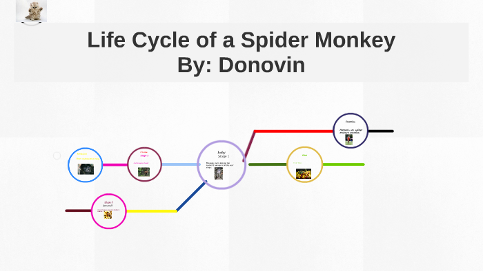 spider-monkey-by-donovin-by-chelsea-vortherms-on-prezi