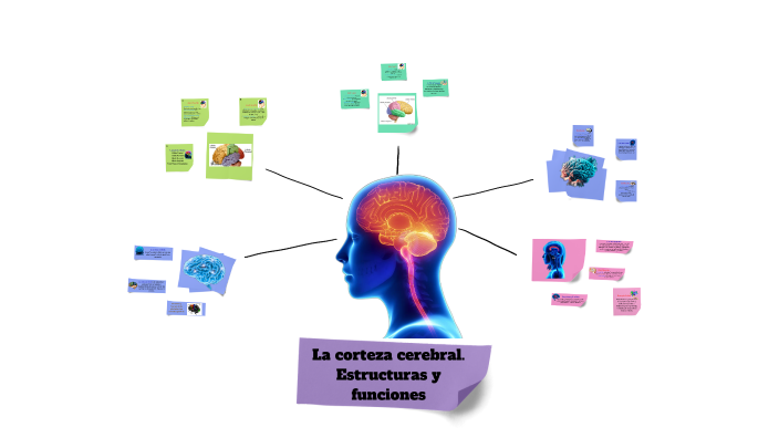 La corteza cerebral. Estructuras y funciones by Ynes Rodriguez de ...