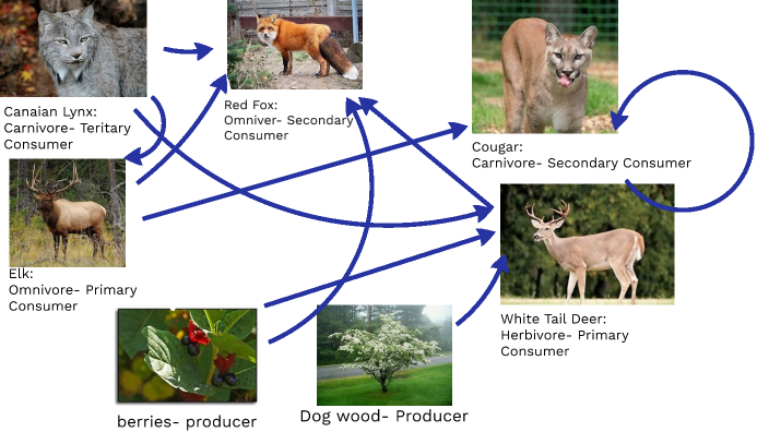 Glacier National Park Food WEb by Robert Lane on Prezi Biology Diagrams
