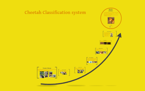 Cheetah Classification Chart