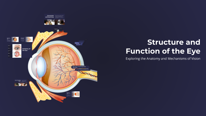 Structure and Function of the Eye by Gabriel Wojciechowski on Prezi