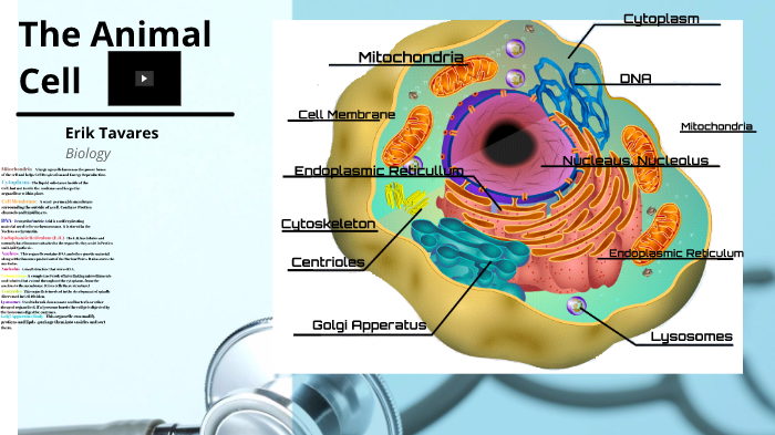 The Animal Cell by Erik Tavares on Prezi