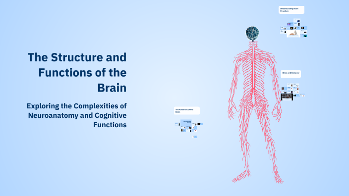 The Structure and Functions of the Brain by Евгений Ульянович on Prezi