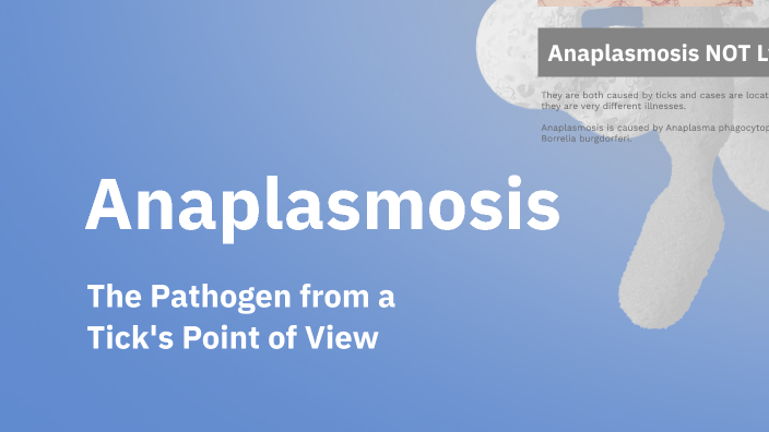 Anaplasmosis by Aneesa Weaver on Prezi