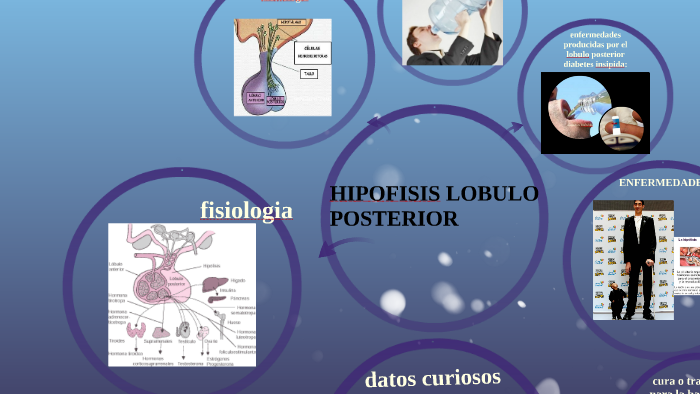 HIPOFISIS LOBULO POSTERIOR by on Prezi