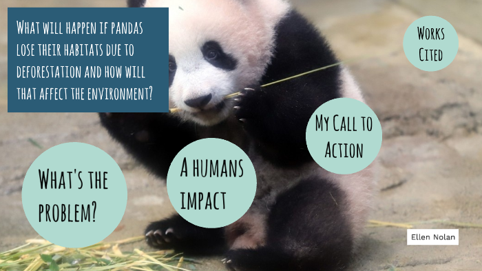 Panda Habitats and Deforestation by Ellen Nolan on Prezi