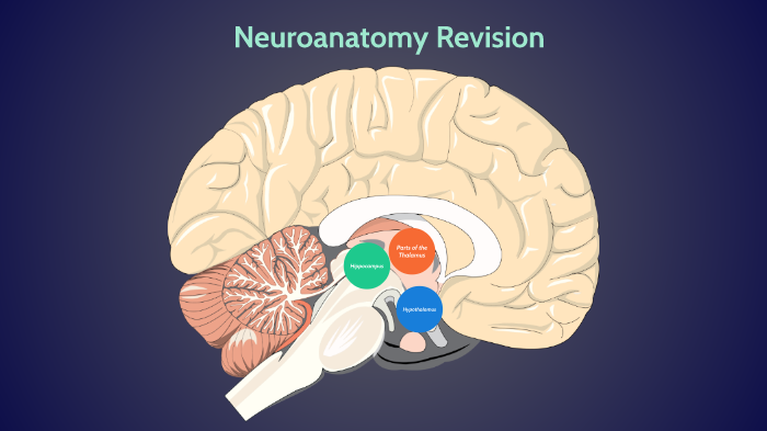 Neuroanatomy Revision by Anush Shashidhara