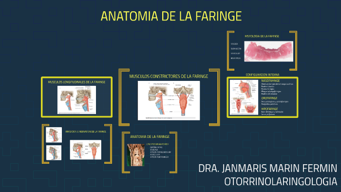 músculos longitudinales de la faringe