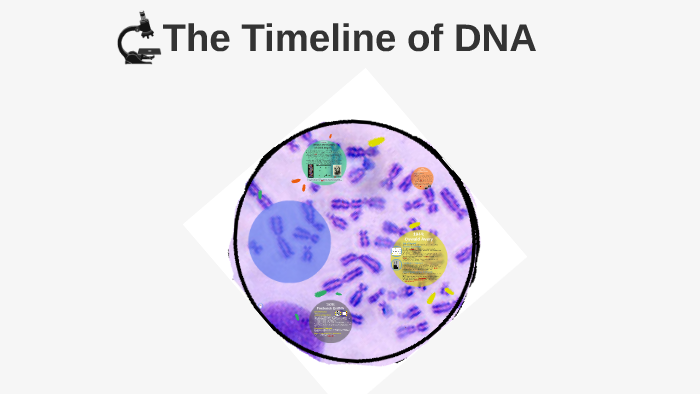 The Timeline of DNA by Kayla Groulx on Prezi Next