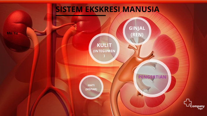 Sistem Ekskresi Manusia By Yohana Fransiska Utami 7211