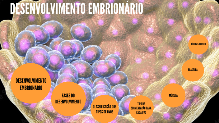 Desenvolvimento Embrionário By JAQUELINE DE SENA On Prezi